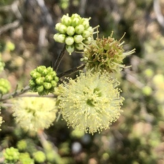Melaleuca