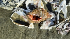 Monoplex pilearis