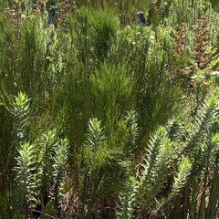 Osmitopsis asteriscoides