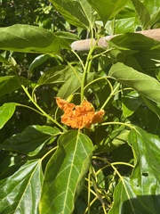 Cordia subcordata