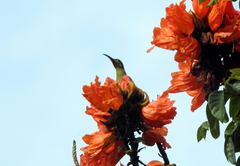 Arachnothera flavigaster