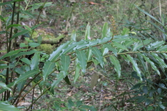 Alpinia arundelliana
