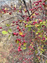 Cotoneaster integerrimus