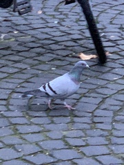 Columba livia domestica
