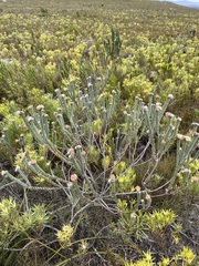 Leucospermum truncatulum