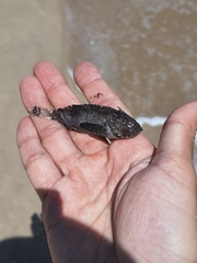Scorpaenidae