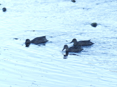 Anas crecca carolinensis