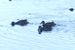 Anas crecca carolinensis