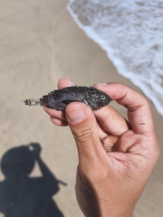Scorpaenidae