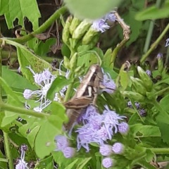Paraidemona