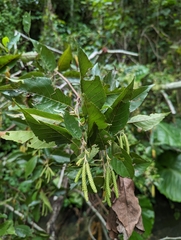 Alnus formosana