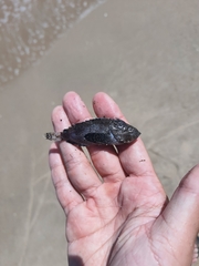 Scorpaenidae