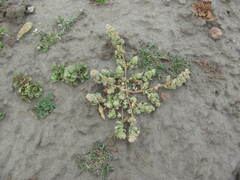 Chenopodium detestans