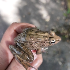 Lithobates forreri