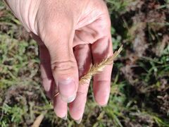 Anthoxanthum odoratum