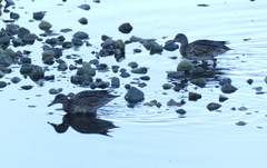 Anas crecca carolinensis