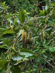 Alnus formosana