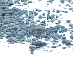 Anas crecca carolinensis