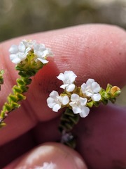 Euchaetis laevigata