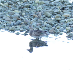 Anas crecca carolinensis