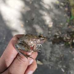 Lithobates forreri
