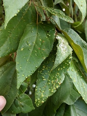 Aceria guazumae