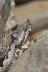Vipera ammodytes
