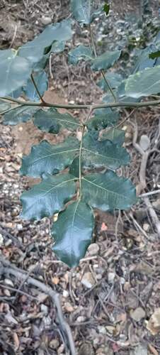 Ceratonia siliqua