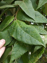 Aceria guazumae