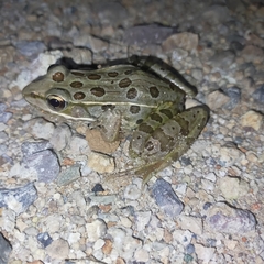 Lithobates magnaocularis