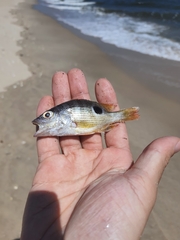 Lutjanus johnii