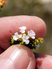 Euchaetis laevigata