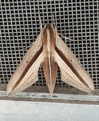 Theretra silhetensis