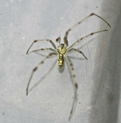 Thwaitesia nigronodosa