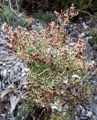 Limonium narbonense