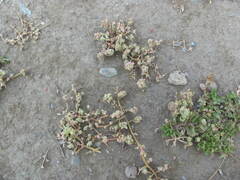 Chenopodium detestans