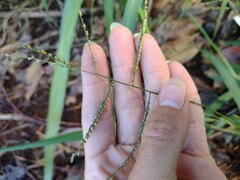 Paspalum mandiocanum