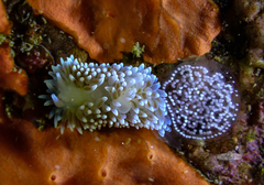Antiopella longidentata