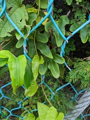 Pyrrosia polydactylos