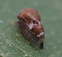 Smiliinae