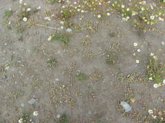 Chenopodium detestans