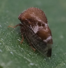 Smiliinae