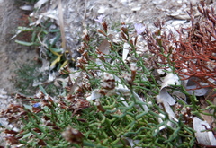 Limonium narbonense