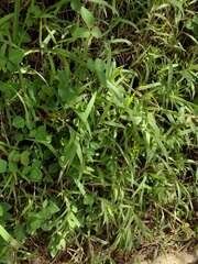 Melinis minutiflora