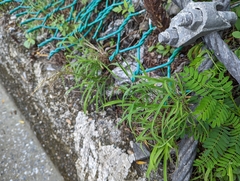 Capillipedium assimile