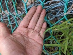 Capillipedium assimile