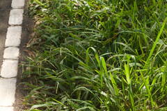 Paspalum mandiocanum