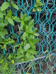 Eupatorium hualienense