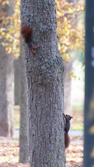 Sciurus vulgaris