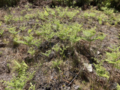 Pteridium aquilinum capense